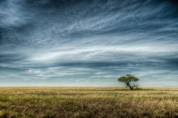 Scacchitas Ludis / Parc National du Serengeti (Tanzanie) / www.bocquel.com